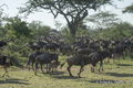 Wildebeest