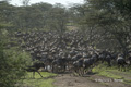 Wildebeest