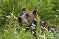 Coastal Brown Bear in Flowers