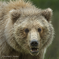 Coastal Brown Bear