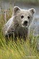 Coastal Brown Bear Cub (Stalking)