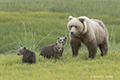 Coastal Brown Bear and Cubs