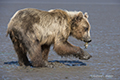 Coastal Brown Bear Clamming