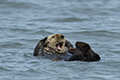 Sea Otter