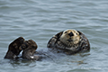 Sea Otter