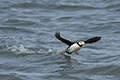 Horned Puffin