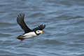 Horned Puffin