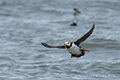 Horned Puffin