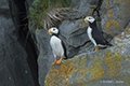 Horned Puffin