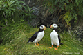 Horned Puffin