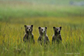 Coastal Brown Bear Cubs (Triplets)