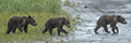 Coastal Brown Bear Cubs (Triplets)