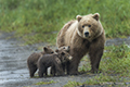 Coastal Brown Bear with Cubs