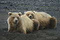 Coastal Brown Bears