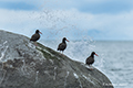 Black Oystercatchers