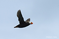 Tufted Puffin