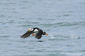 Horned Puffin