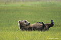 Coastal Brown Bear on Back