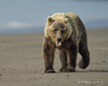 Coastal Brown Bear on Beach