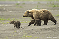 Coastal Brown Bear and Cubs