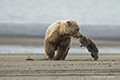 Coastal Brown Bear and Cub