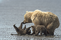 Coastal Brown Bear and Cubs