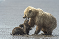 Coastal Brown Bear and Cubs