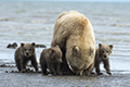 Coastal Brown Bear and Cubs