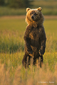 Coastal Brown Bear Standing