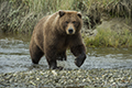 Coastal Brown Bear Crossing Silver Salmon Creek