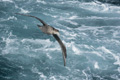 Southern Giant Petrel