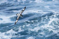 Cape Petrel (Pintado)