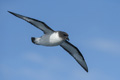 Cape Petrel (Pintado)