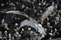 Black-Browed Albatross