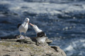 Black-Browed Albatross Courtship