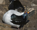 Imperial (King) Shag Courtship Call