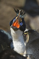 Imperial (King) Shag Courtship Call