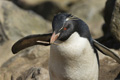 Rockhopper Penguin