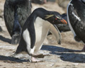 Rockhopper Penguin