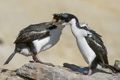 Imperial (King) Shag Courtship