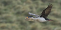 Imperial (King) Shag Flying with Nest Materials