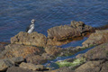 Magellanic Penguin