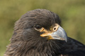 Striated Caracara (Johnny Rook)