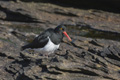 Magellanic (Pied) Oystercatcher