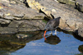 Black Oystercatcher