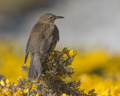 Blackish Cinclodes (Tussac-Bird) on Scottish Gorse