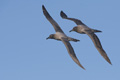 Pair of Light-Mantled Sooty Albatrosses in Flight