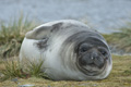 Female Southern Elephant Seal