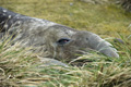 Male Southern Elephant Seal