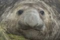 Male Southern Elephant Seal